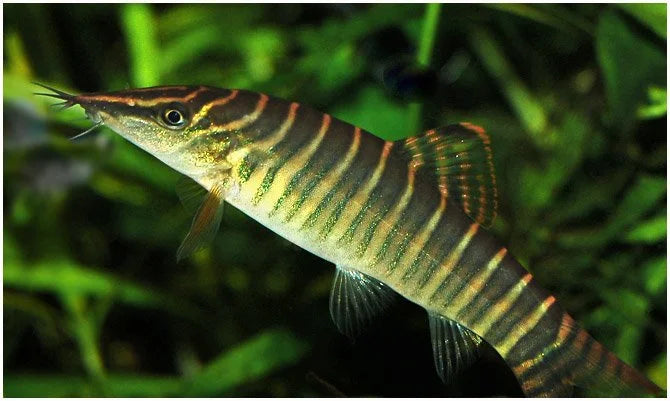 Loche Tigré Verte (Syncrossus hymenophysa)