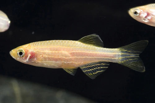Danio Zébré Albino (Danio rerio)