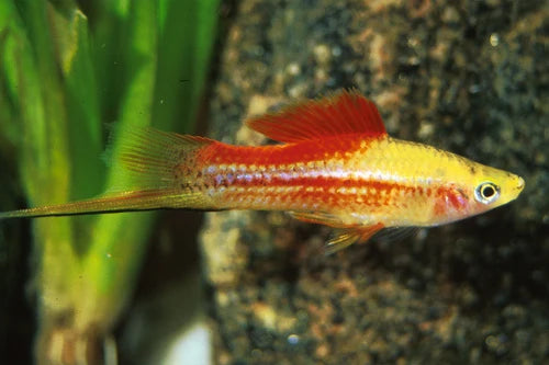 Queue d'Épée Ananas (Xiphophorus Hellerii)