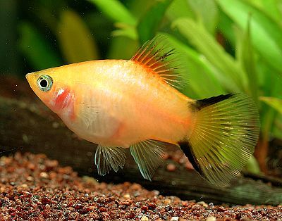 Platy Twinbar (Xiphophorus Maculatus)
