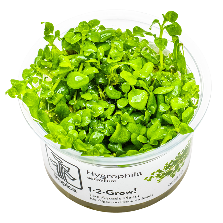 Hygrophila Serphyllum