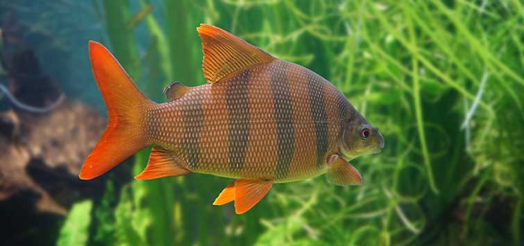 Distichodus Sexfasciatus (Six-Banded Distichodus)