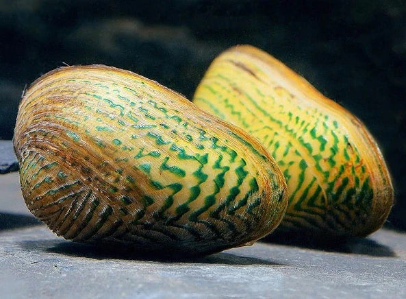 Moule d'Ornement (Scabies Crispata)