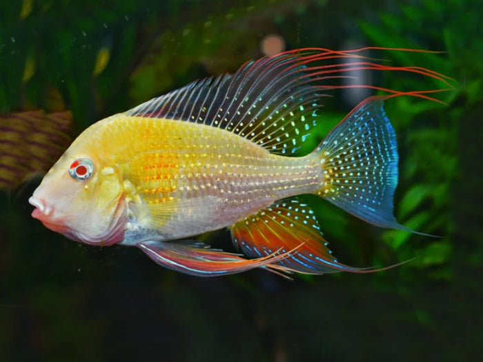 Geophagus Heckelii Albino