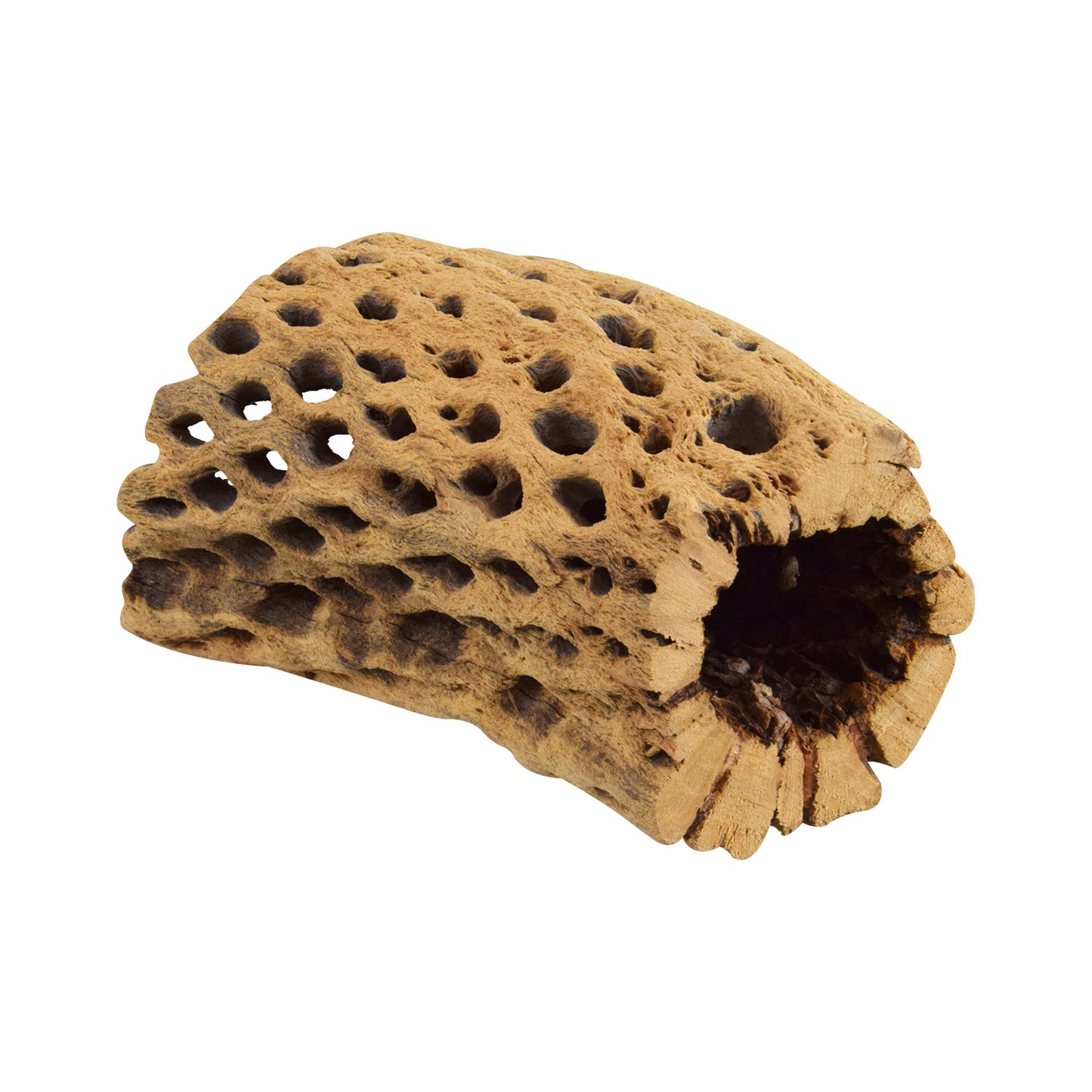 Petit Tunnel de Bois Cholla | Moyen