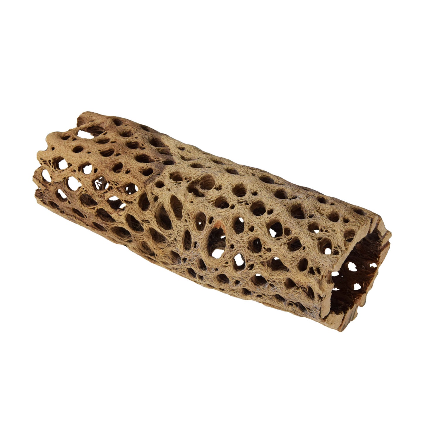 Moyen Tunnel de Bois Cholla | Petit