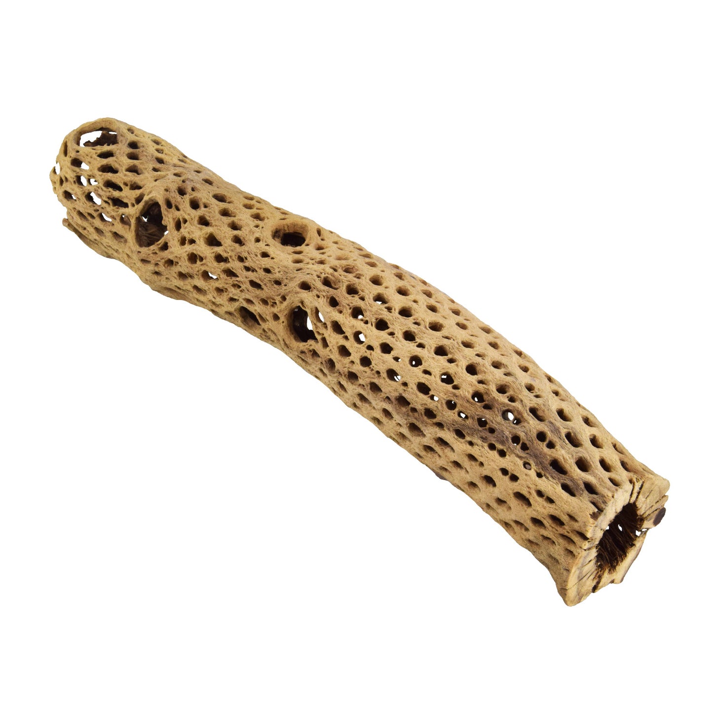 Long Tunnel de Bois Cholla | Petit