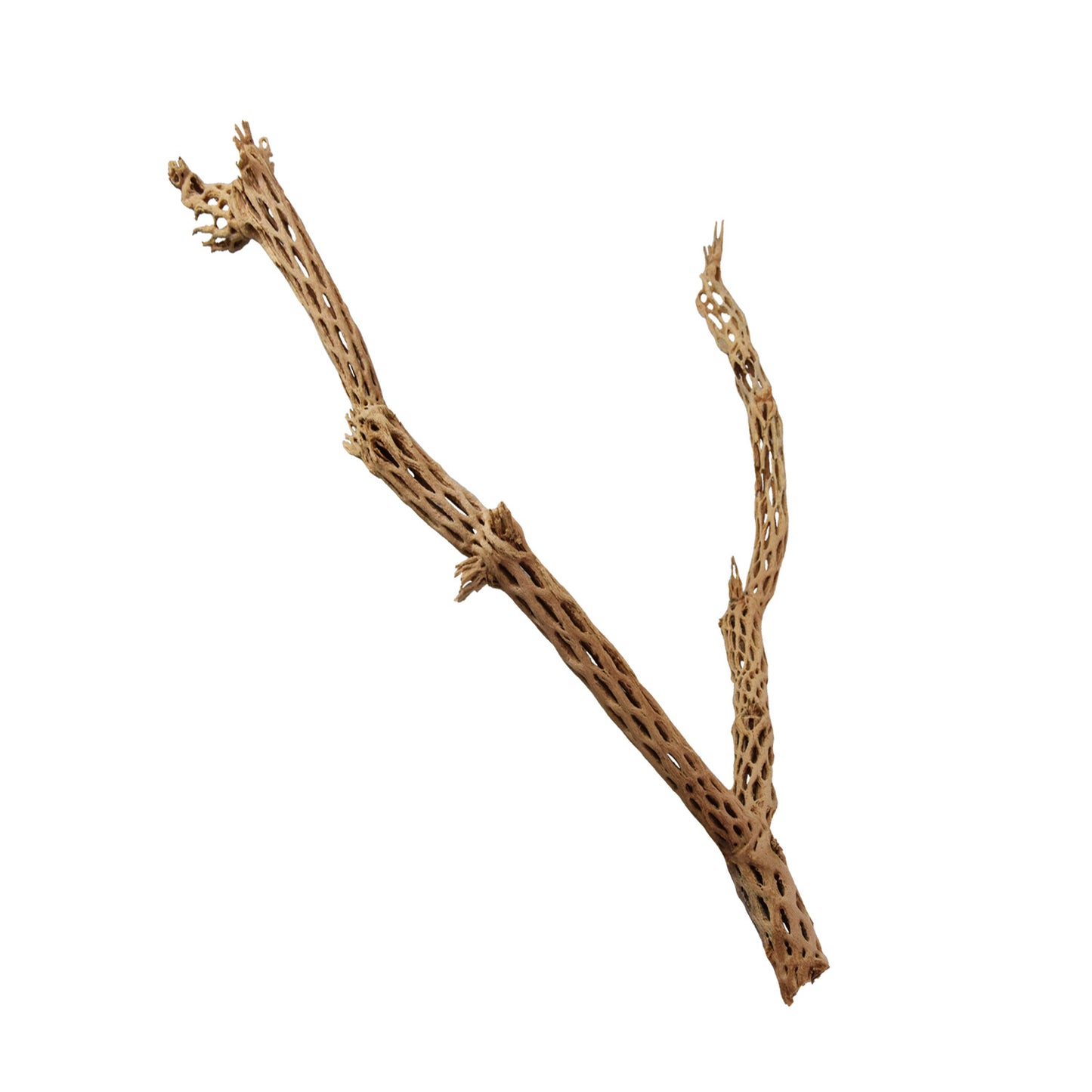 Arbre de Bois Cholla | Petit