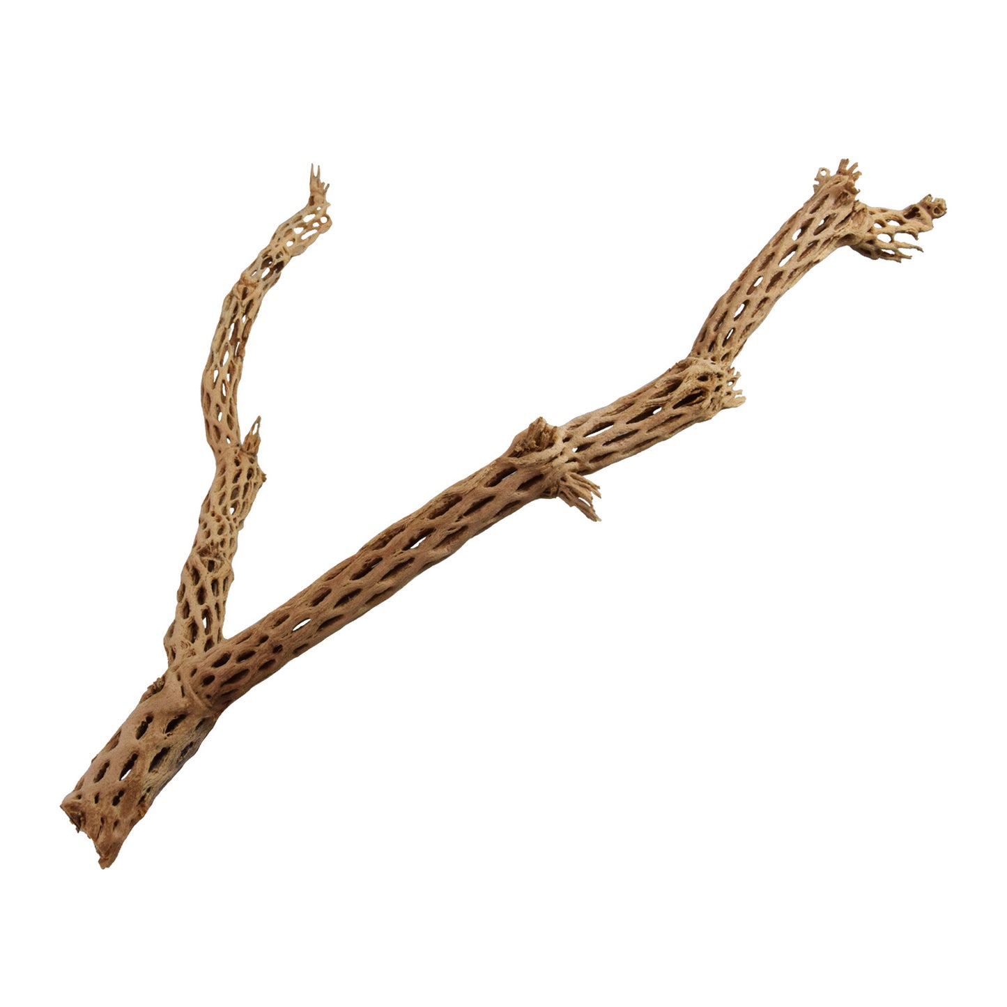 Arbre de Bois Cholla | Moyen