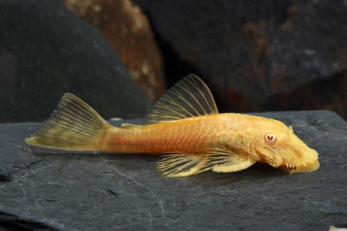 Ancistrus Albino (Ancistrus Sp.)