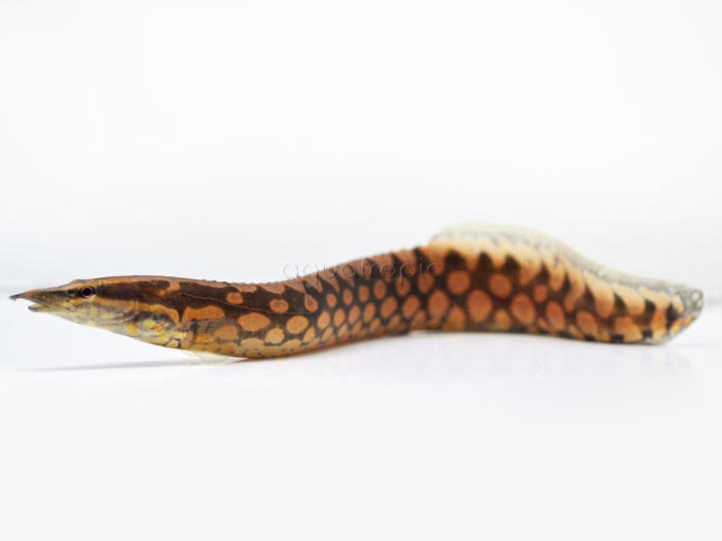 Anguille Épineuse (Mastacembelus Armatus)