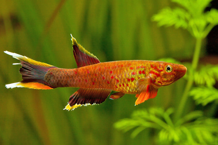 Killi Australe (Aphyosemion)