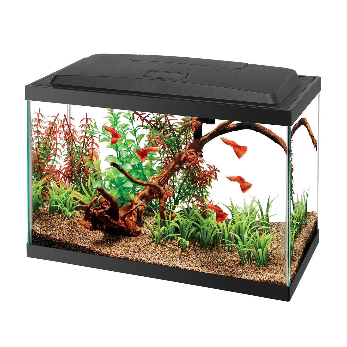 Aqueon | Aquarium (5.5 gal) (16"x8"x10")