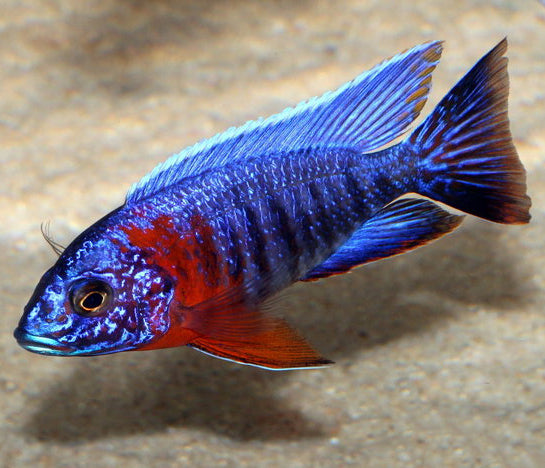 Aulonocara Hansbaenschi