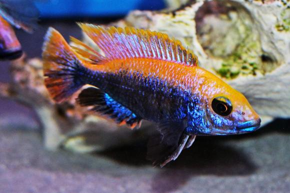 Aulonocara Maylandi (Orange)