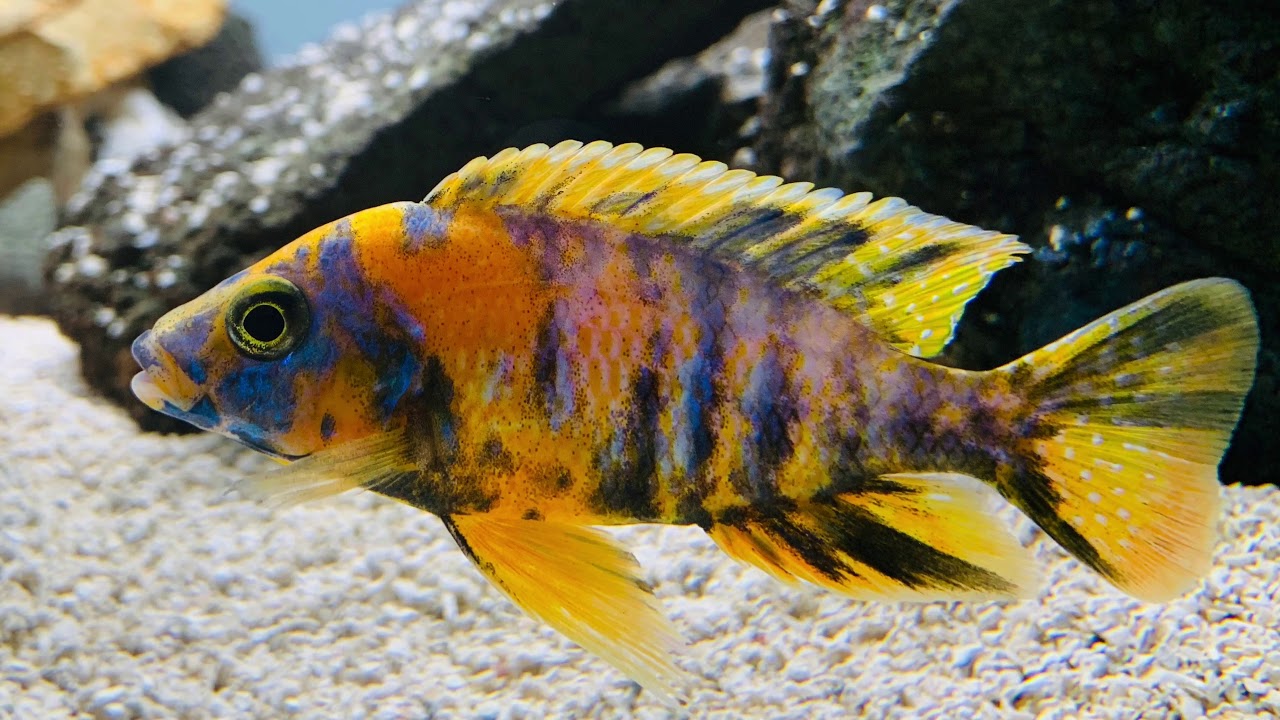 Aulonocara Sp. "Cinq Couleurs" (Jaune)