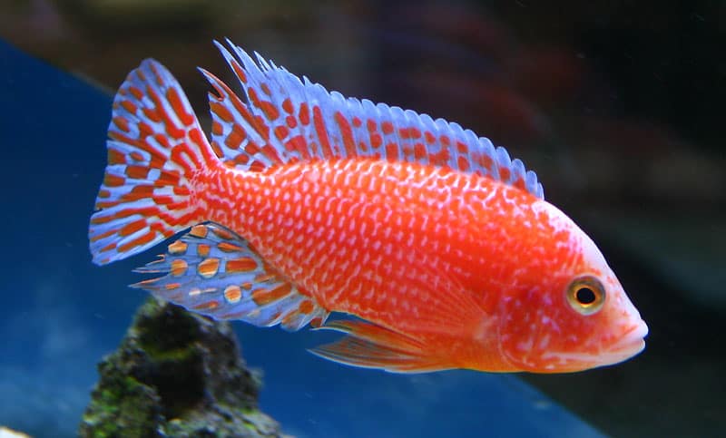 Aulonocara Sp. "Firefish" (Rose)