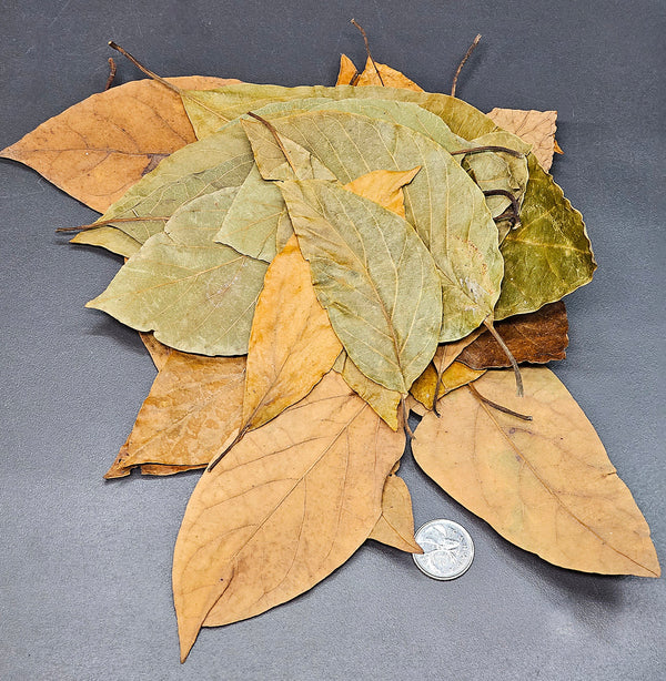 Feuilles d'avocatier - 1.5 oz