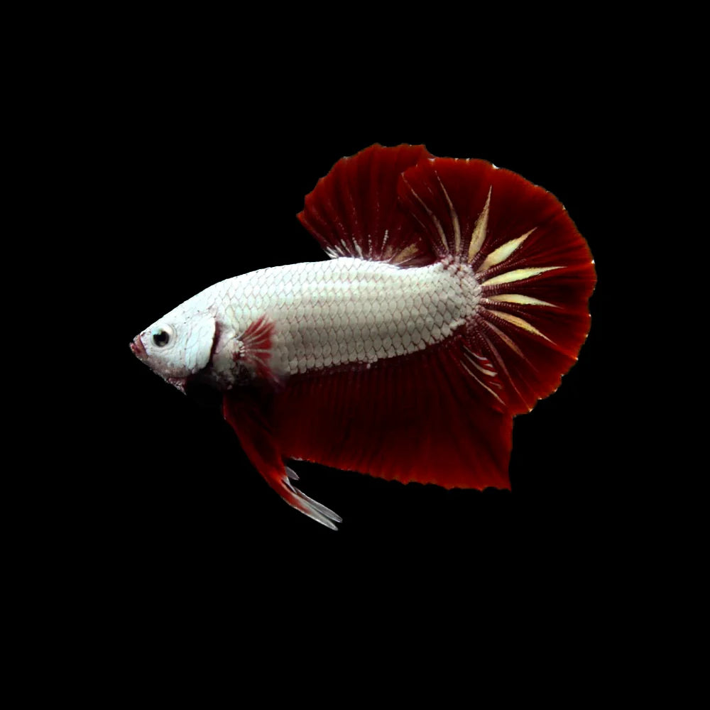 Betta Plakat Samurai Rouge (Betta Splendens)