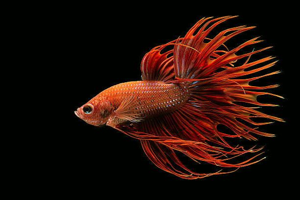 Betta Queue En Couronne Orange (Betta Splendens)