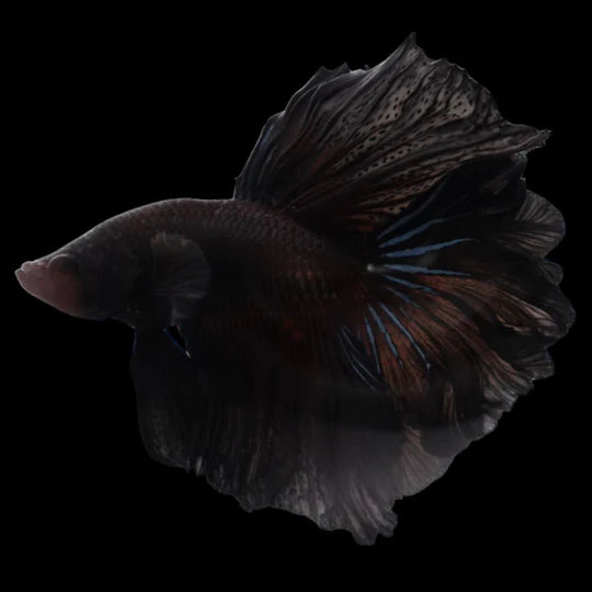 Betta Queue En Demi-Lune Noir (Betta Splendens)