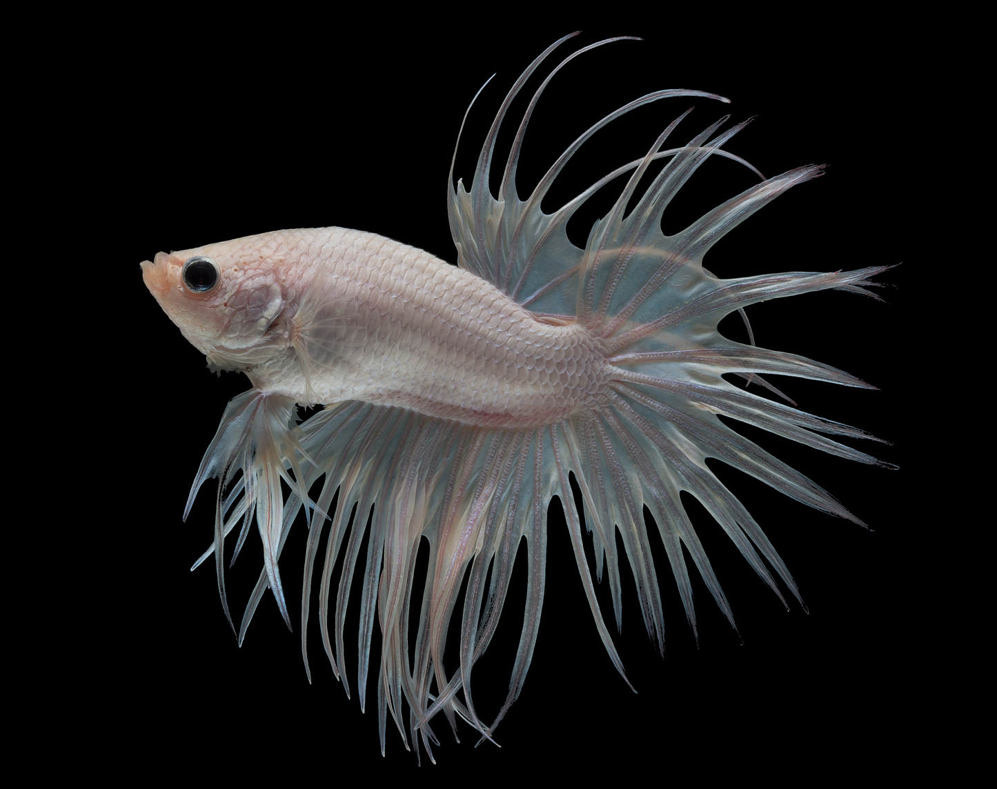 Betta Queue en Couronne Blanc (Betta Splendens)