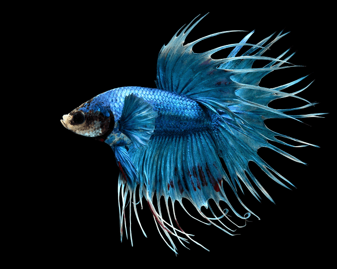 Betta Queue en Couronne Bleu (Betta Splendens)