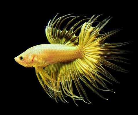 Betta Queue en Couronne Jaune (Betta Splendens)