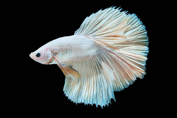 Betta Queue en Demi-Lune Blanc (Betta Splendens)