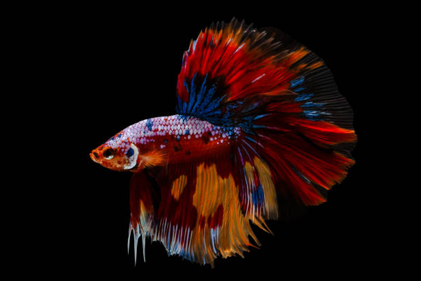 Betta Queue en Demi-Lune Koi (Betta Splendens)