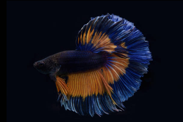 Betta Queue en Demi-Lune Orange/Bleu (Betta Splendens)