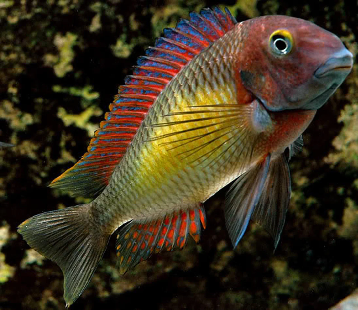Cichlidé De Moore (Tropheus Moorii)