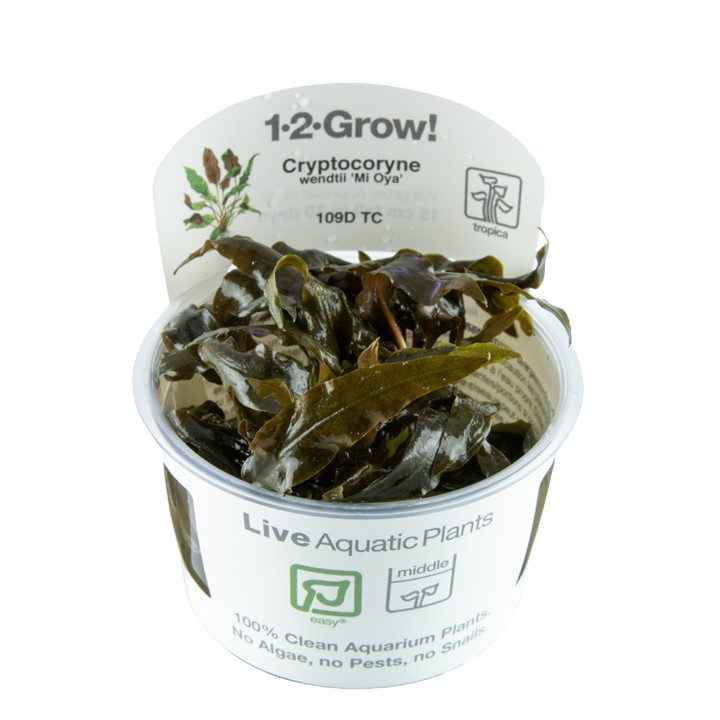 Cryptocoryne Wendtii 'Mi Oya'