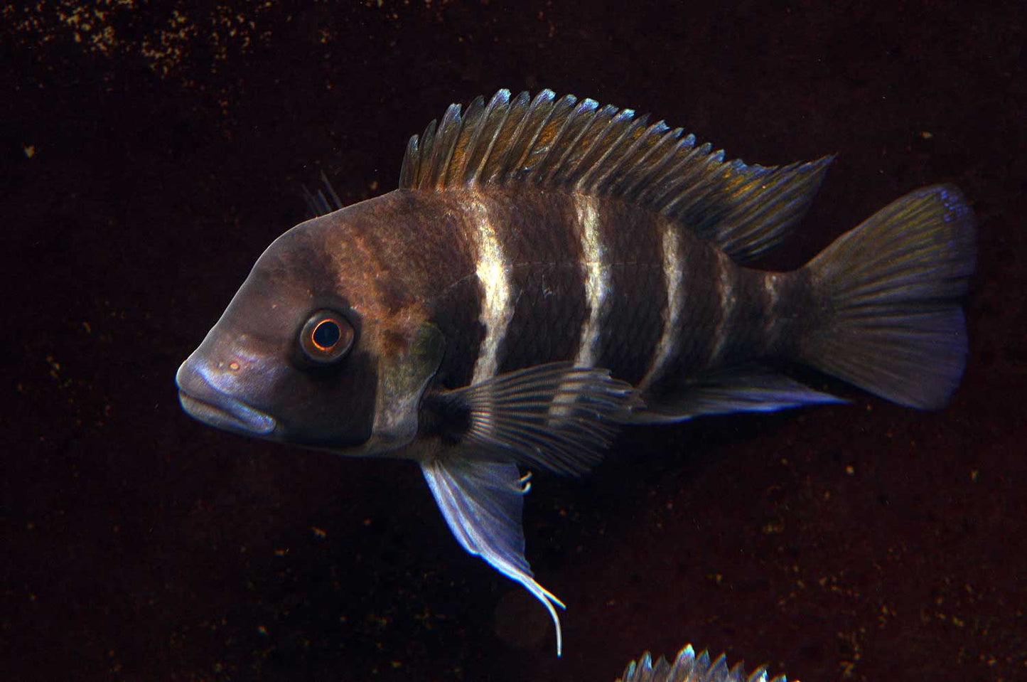 Cyphotilapia Frontosa Sp. "Veuve Noire"