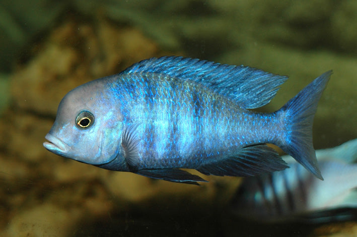 Cyrtocara Moorii (Dauphin Bleu)