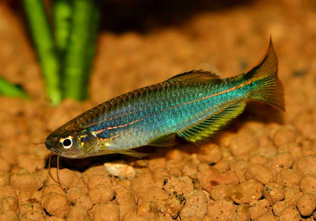 Danio Hikari (Danio Rerio)