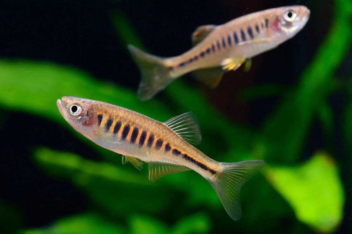Danio tigre 'Inlecypris' maetaengensis