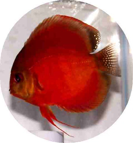 Discus Rouge Maître (Symphysodon Aequifasciatus)