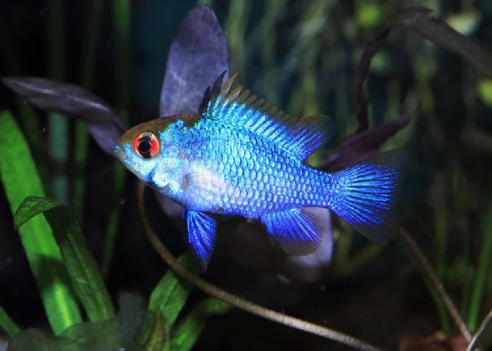 Ramirezi Allemand Bleu Électrique (Mikrogeophagus ramirezi)