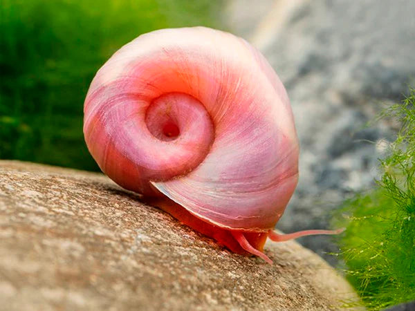 Escargot Planorbe Rouge (Planorbidae)