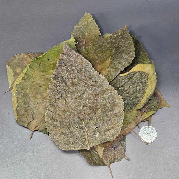 Feuilles de Mûrier - 0.5 oz