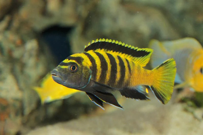 Flavus (Chindongo Flavus)