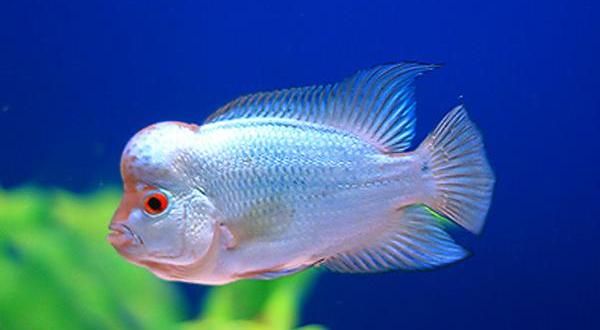 Flowerhorn Thai Silk (Cichlasomatinae Hybrid Sp. "Flowerhorn")