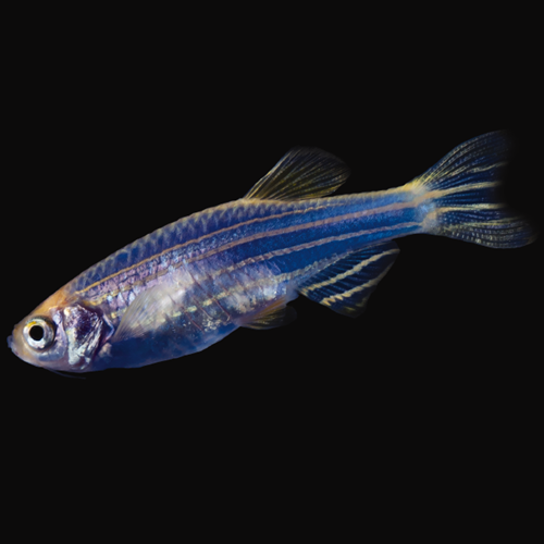 Danio Bleu Cosmique (Danio Rerio)