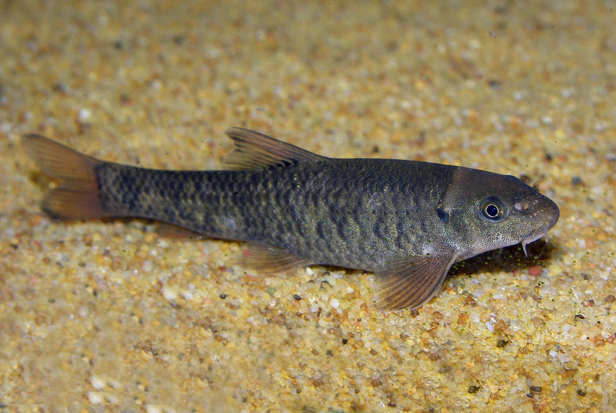 Garra Docteur (Garra Rufa)