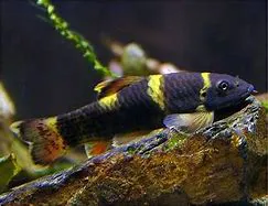 Garra Panda (Garra Flavatra)