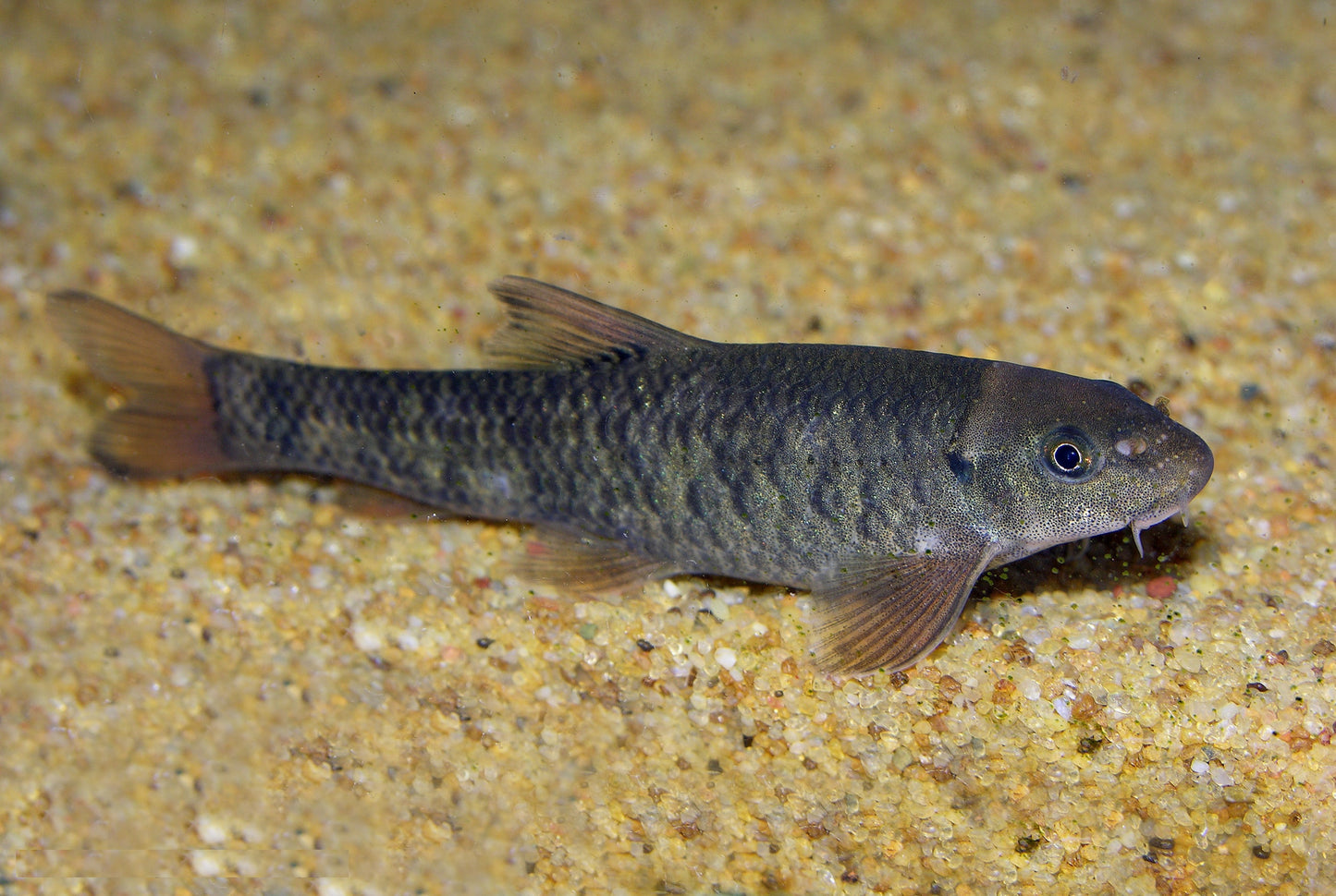 Poisson Docteur (Garra Rufa)