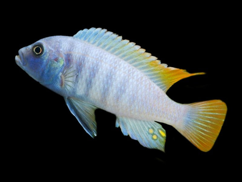 Greshakei (Maylandia Greshakei)