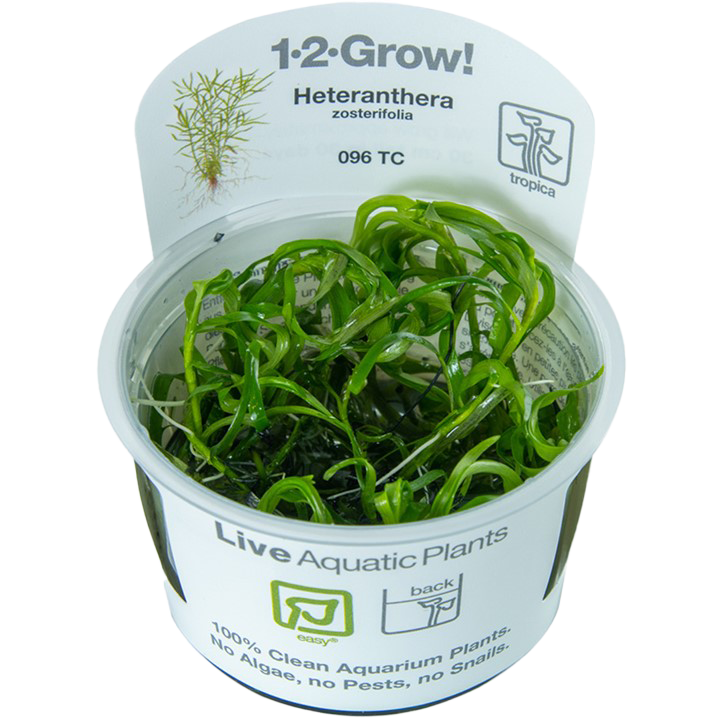 Heteranthera zosterifolia