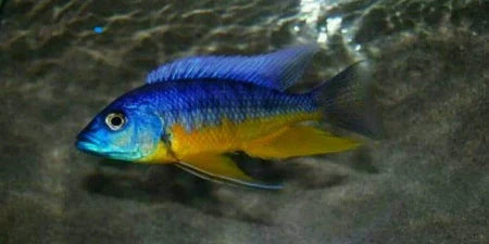 Insignus (Protomelas Spilonotus)